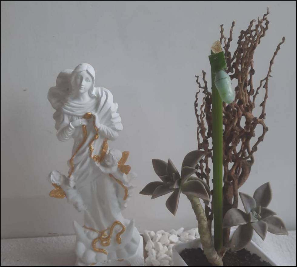 Crisálida para condolencias Virgen