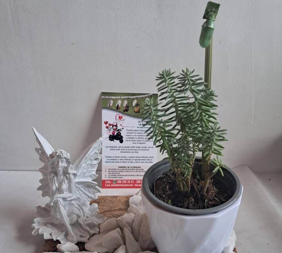 Regalos para condolencias:  Crisálida, paz